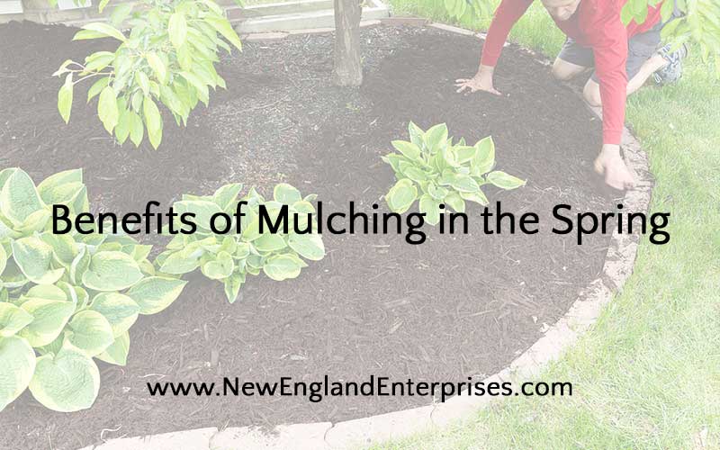 Benefits of Mulching in the Spring