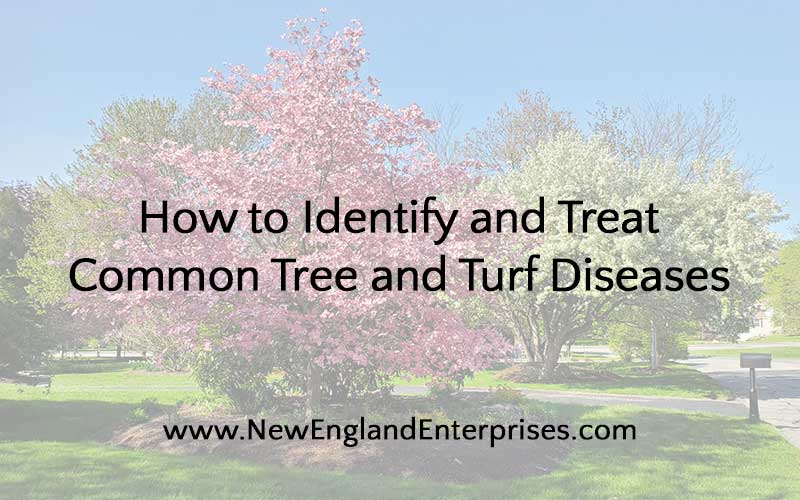 How to Identify and Treat Common Tree and Turf Diseases
