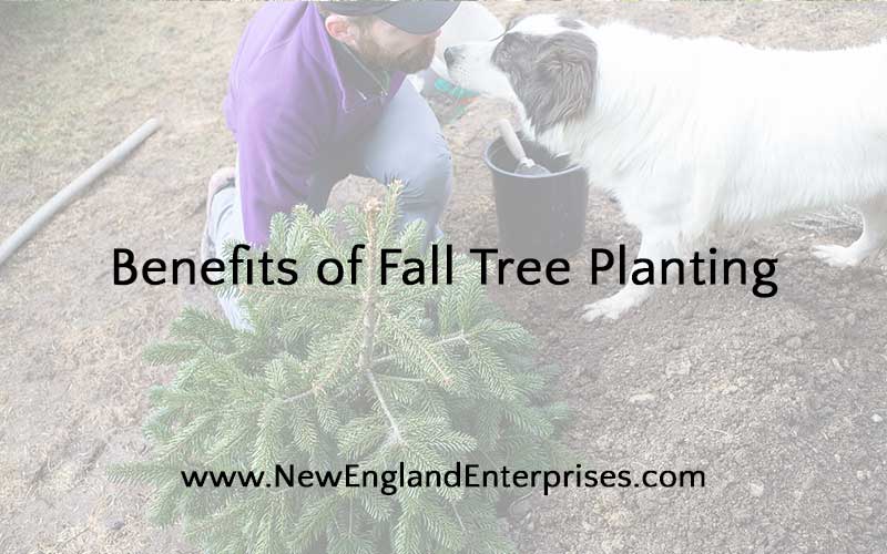 Benefits of Fall Tree Planting