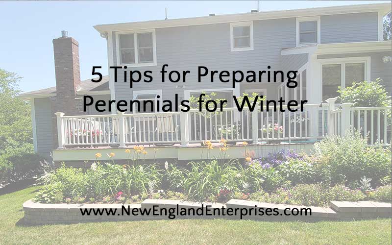 5 Tips for Preparing Perennials for Winter