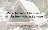 4 Ways to Protect Trees and Shrubs from Winter Damage